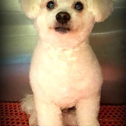 Thumbnail photo of Toby~adopted~ #1