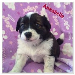 Thumbnail photo of Annabelle #2