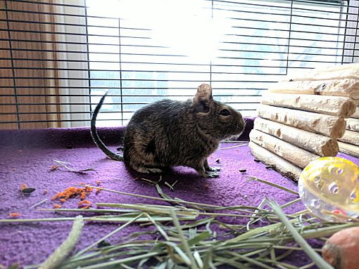 akita breed information