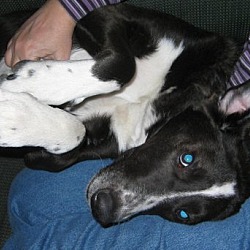 Thumbnail photo of Dex ~ adopted #2