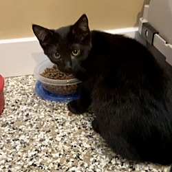 Photo of Tomato