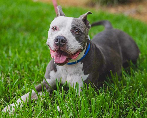 Lakeland, FL - American Bulldog/American Staffordshire Terrier. Meet ...