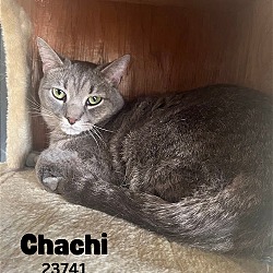 Photo of Chachi - $55 Adoption Fee Special