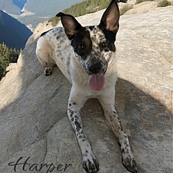 Thumbnail photo of Harper #1