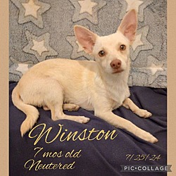 Thumbnail photo of Winston #2