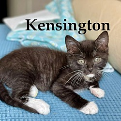 Thumbnail photo of Kensington #3