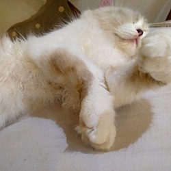 Thumbnail photo of Mocca (Ragdoll) #3