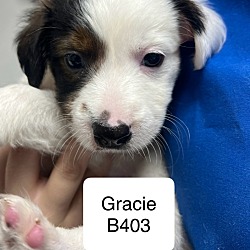 Thumbnail photo of Gracie B403 #1