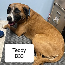 Thumbnail photo of TEDDY B33 #2