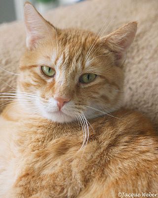 St. Louis, MO - Domestic Shorthair. Meet Sebastian a Pet for Adoption ...