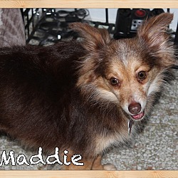 Thumbnail photo of Maddie #4