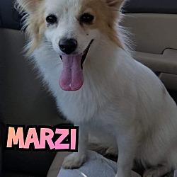 Photo of Marzi