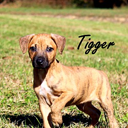 Thumbnail photo of Tigger~adopted! #1