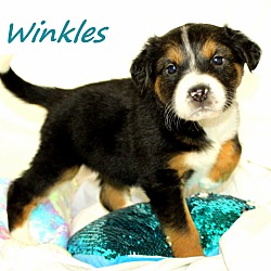 Thumbnail photo of Winkles~adopted! #1