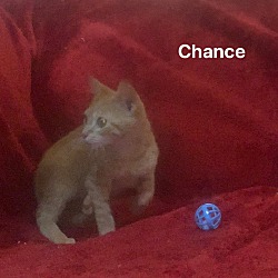 Photo of Chance