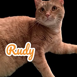 Thumbnail photo of Rudy #1