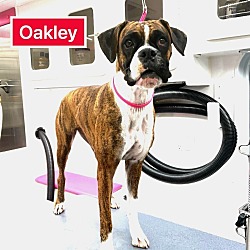 Thumbnail photo of Oakley III #1