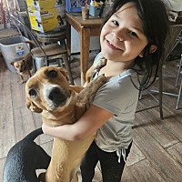adopt a pet