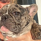Adopt A Pet :: Rocky - Locust Grove, GA