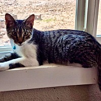 adopt-pet
