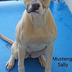 Thumbnail photo of Mustang Sally #1