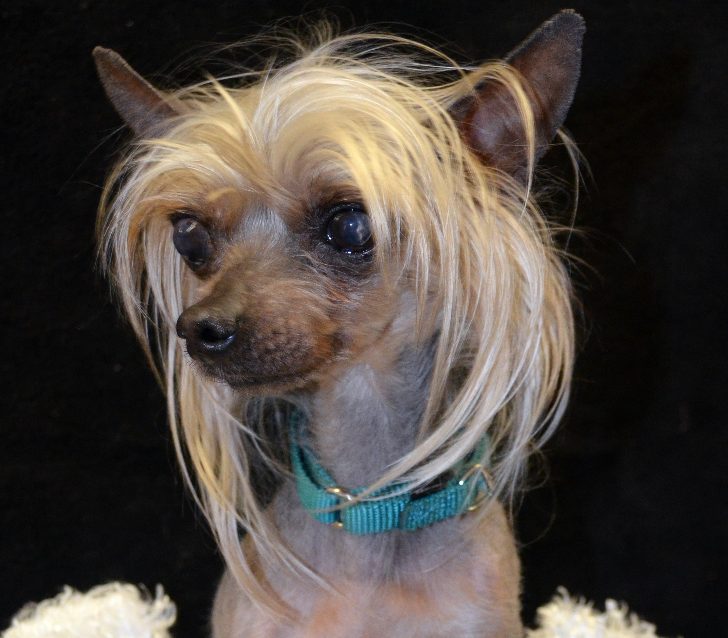 chinese crested dog mixed with yorkie