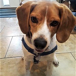 Photo of Henry the Beagle