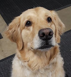 Adopt A Pet Petsmart Charities