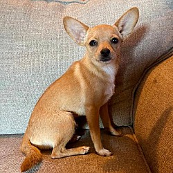 Madison, TN - Chihuahua. Meet Bindy a Pet for Adoption - AdoptaPet.com Madison, TN - Chihuahua. Meet Bindy a Pet for Adoption - AdoptaPet.com