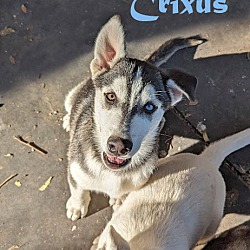 Thumbnail photo of Crixus #2