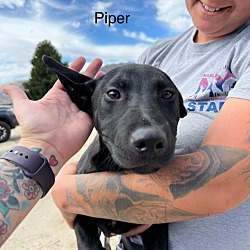 Thumbnail photo of Piper #2