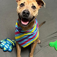 adopt a pet