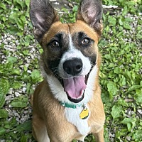 adopt a pet