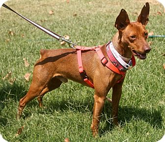 mini pharaoh hound