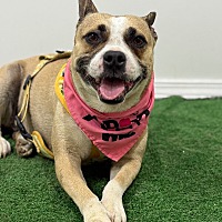 adopt a pet