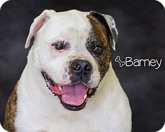 Somerset, PA - English Bulldog. Meet Barney a Pet for ...