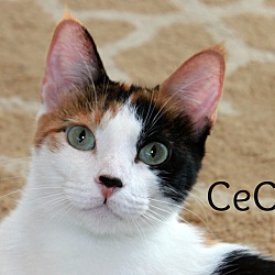 Thumbnail photo of Cece #3