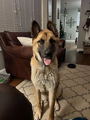 Flowery Branch, GA - Belgian Malinois/Akita. Meet Payton a Pet for ...