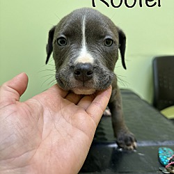 Photo of Rooter