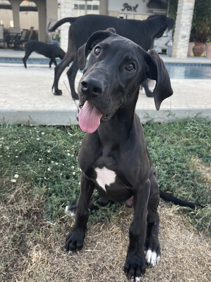 Dog for adoption - Kane, a Great Dane & Cane Corso Mix in Fort Worth, TX