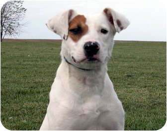 pointer boxer mix dog