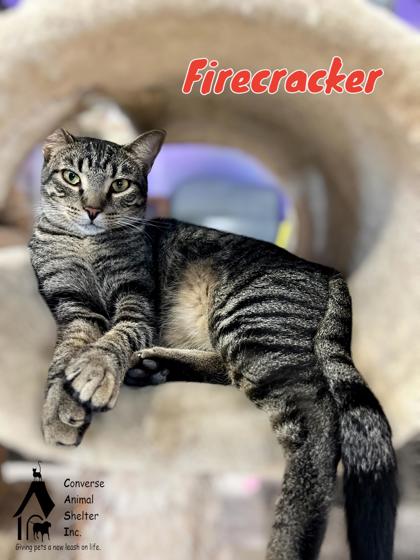 Thumbnail photo of FIRECRACKER #1