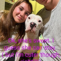 adopt a pet