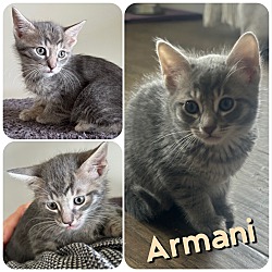 Thumbnail photo of Armani #1