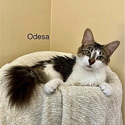Thumbnail photo of Odessa (23-808) #1