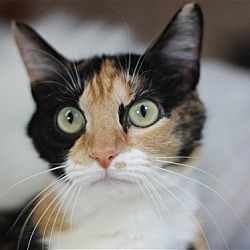 Photo of Patches - SEE ME @ PETCO!