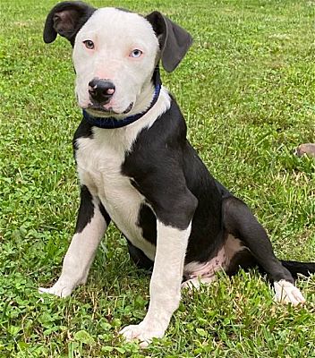 Norfolk, VA - Labrador Retriever/Pit Bull Terrier. Meet EGGY a Pet for ...