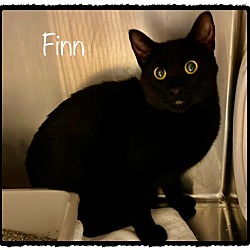 Thumbnail photo of FINN #2