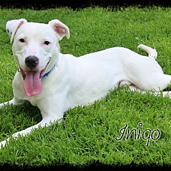 Thumbnail photo of Inigo #1