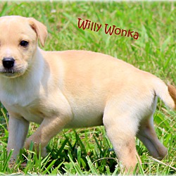 Thumbnail photo of Willy Wonka~adopted! #2